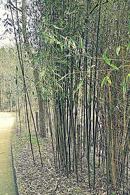 In a Bamboo Grove