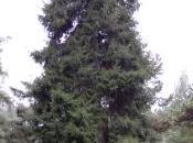 Plant Week: Picea Orientalis ‘Aurea’