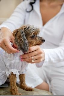 small dog being dressed