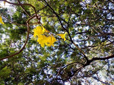 Yellow flowers