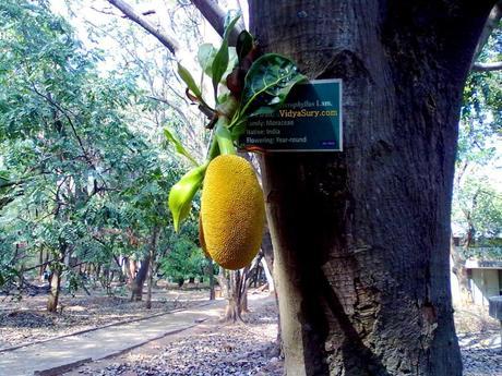 Digital vacation jackfruit