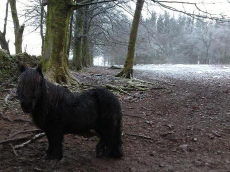 76/365 a little horse