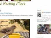 Indiana Blogs: Robin’s Nesting Place