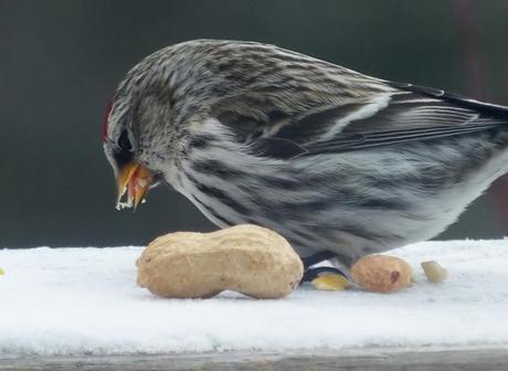 Photo of a Common Redpoll bird (Carduelis flamme) which was sighted in Algonquin Park