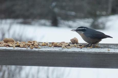 White Breasted Nuthatch at Pinetree shelter -2- Algonquin Park - Ontario