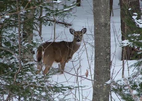 Photo of a White tailed deer in Algonquin Park