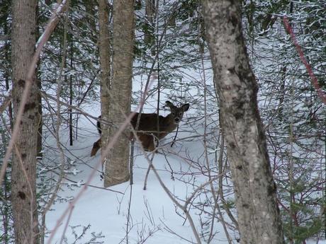 Photo of a White tailed deer in Algonquin Park
