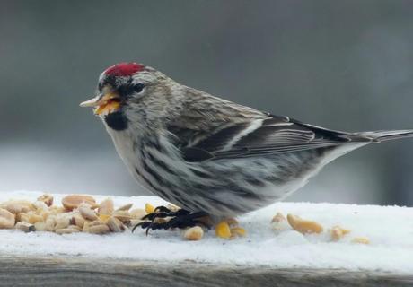Photo of a Common Redpoll bird (Carduelis flamme) which was sighted in Algonquin Park