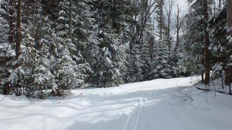 Leaf Lake ski trail - snowy corner - Algonquin Park - Ontario