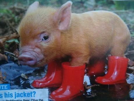 One of my all time favorite teacup pig photos.