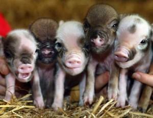 Teacup Piglets