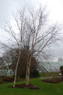 Betula szechuanica (09/02/2013, Kew Gardens, London)