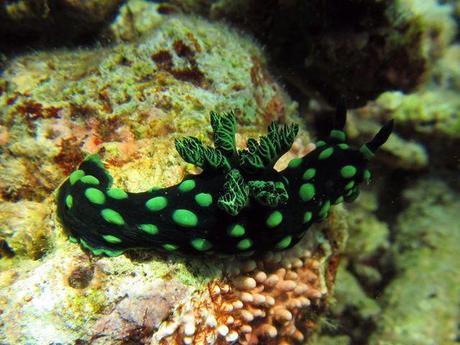 The awesome nudibranch