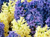 Hyacinth Lover