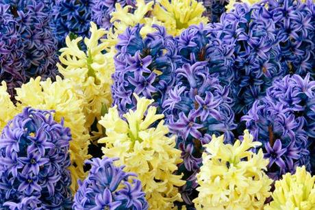 Hyacinth Lover