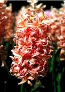 Hyacinth Lover