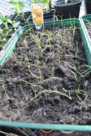 Onions transplanted to give them more space