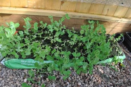 Douce Provence peas waiting to go into the garden