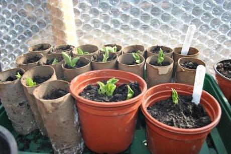 Broad beans are up!