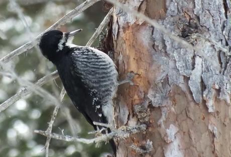 A Black-backed Woodpecker (Picoides arcticus) takes time out to sit on the side of a tree in Algonquin Provincial Park