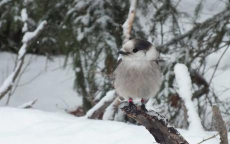 A gray Jay sits on a tree stump in winter, with white and pink banding tags in Algonquin Park, Ontario