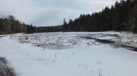 Photo of snow covered swamp area along the edge of the Opeongo Road in Algonquin Provincial Park, Ontario.