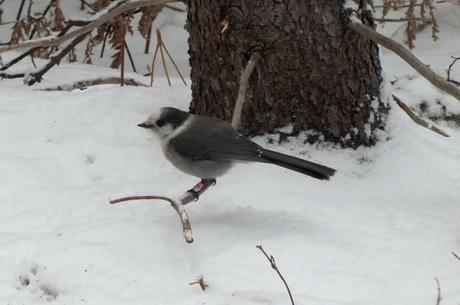 Gray Jay sits on a tree with banding tags on legs in Algonquin Park