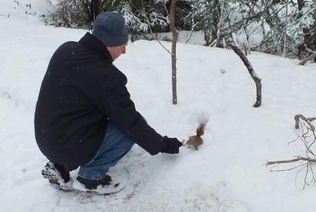 Red squirrel being feed in the winter in Algonquin Provincial Park