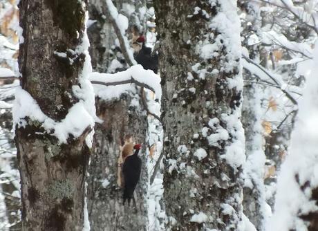 Two female Pileated Woodpeckers one above the other 2,  Algonquin Park - January 2013