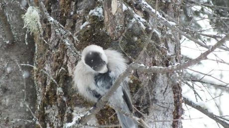 Gray Jay preens its chest in Algonquin Park