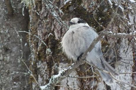 Gray Jay sits proudly in Algonquin Park