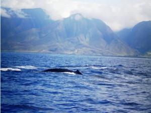 maui-hawaii (5)