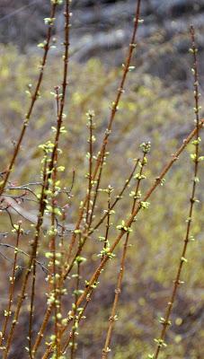 In the Rain Looking for Spring