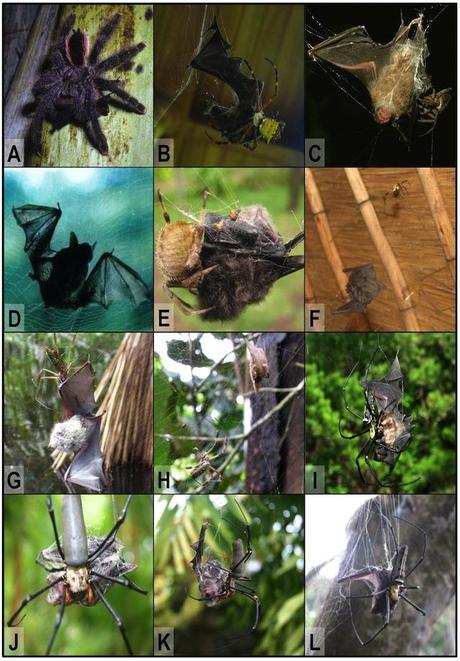 Bat-eating Spiders are Everywhere (except Antarctica)