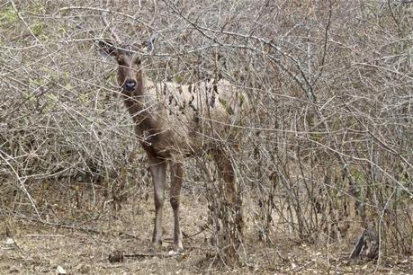 Mudumalai Tiger Reserve reels under drought