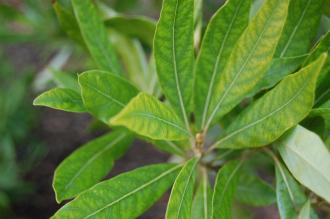 Persea palustris Leaf (09/02/2013, Kew Gardens, London)