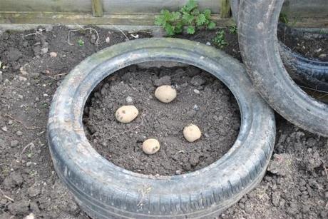 Potatoes in tyres