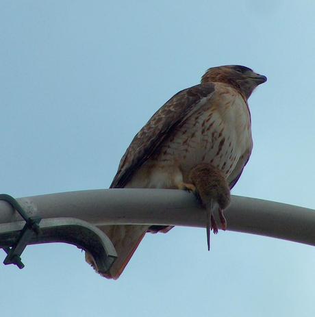 Red Tailed Hawk holding a rat in its yellow claws, sits on a light post in Toronto, Ontario