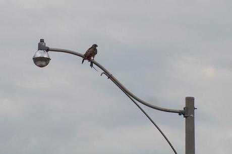 A Red Tailed Hawk sits with a rat in its claws on a light post in Toronto, Ontario