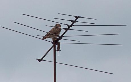 A Red Tailed Hawk holds on to a rat on TV Antenna in Toronto, Ontario