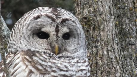Barred Owl closeup of face 2- Thickson's Woods - Whitby - Ontario