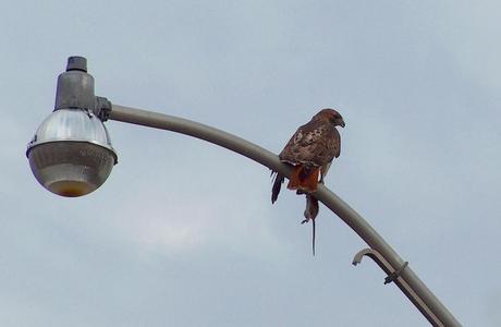 Red Tailed Hawk holds rat in its claws in Toronto