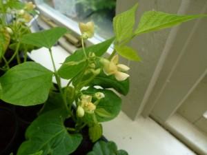 french bean in flower