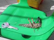 Plague Locusts Hits RBS!!