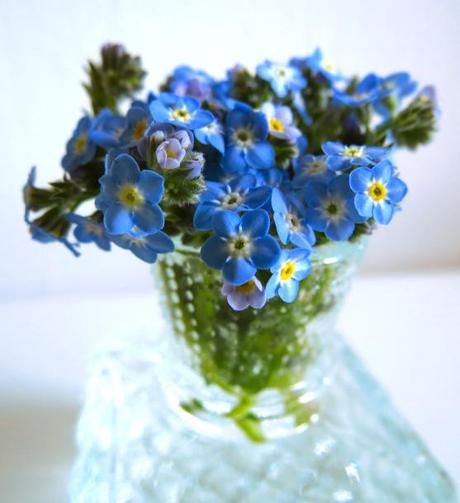 Forget-me-not