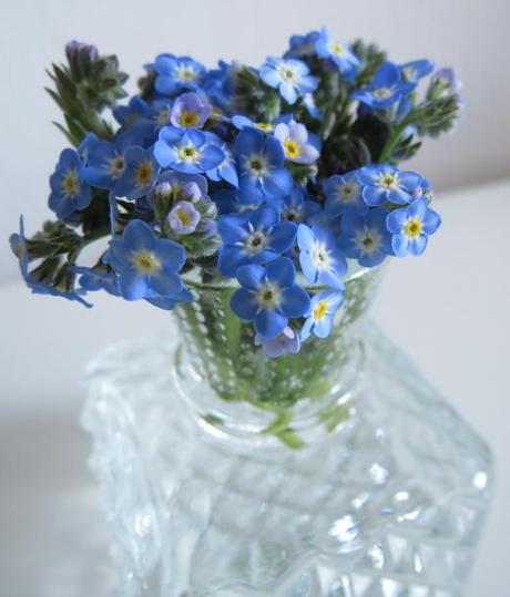 Forget-me-not