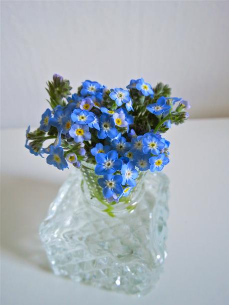 Forget-me-not