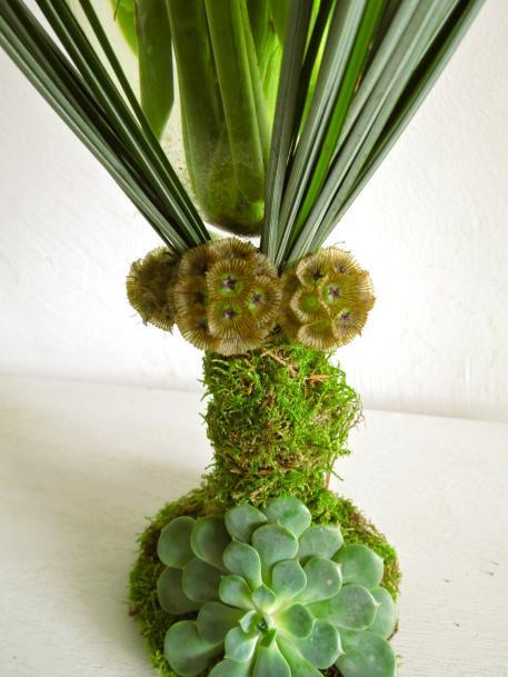 Succulent