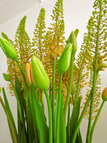 French Tulips