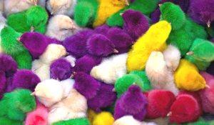 Dyed Easter chicks 